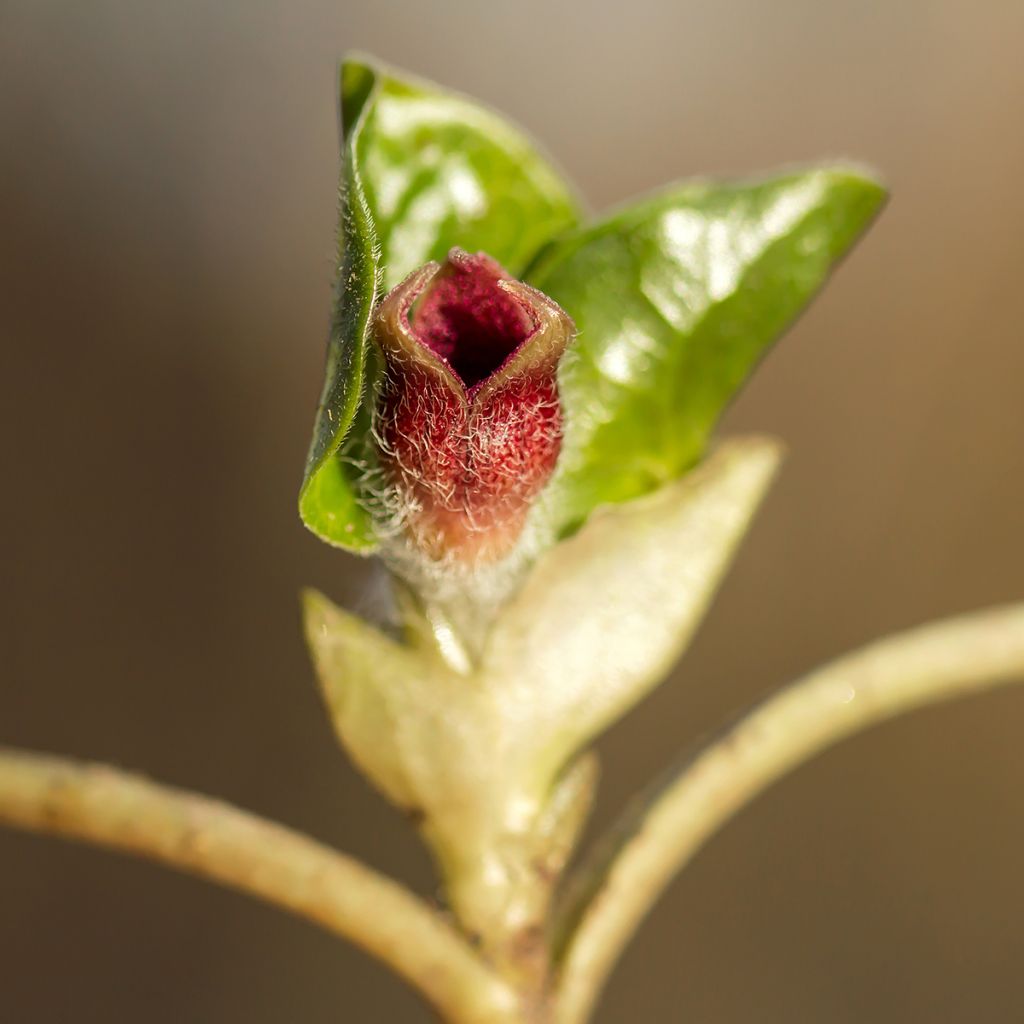 Asarum europaeum