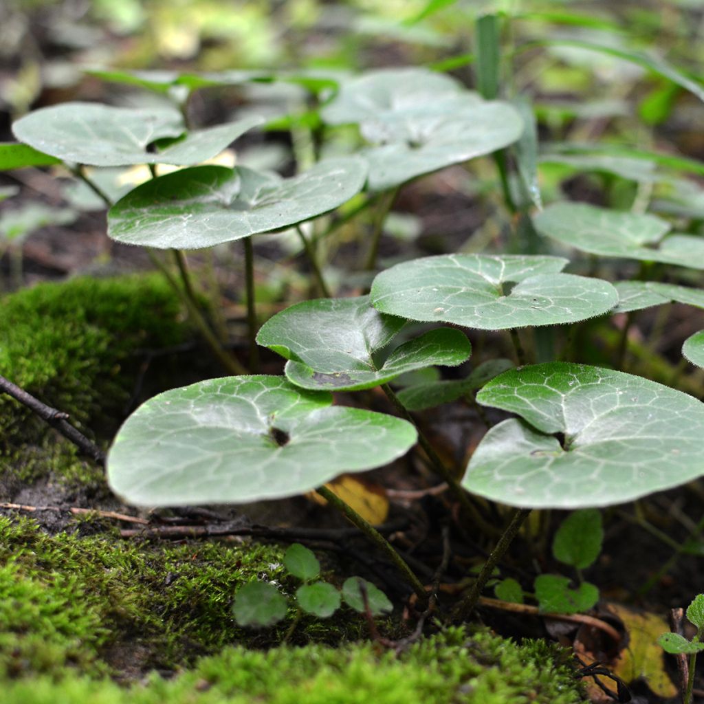 Asarum europaeum