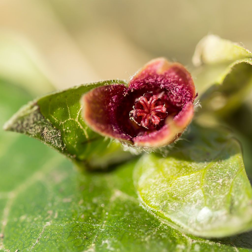 Asarum europaeum