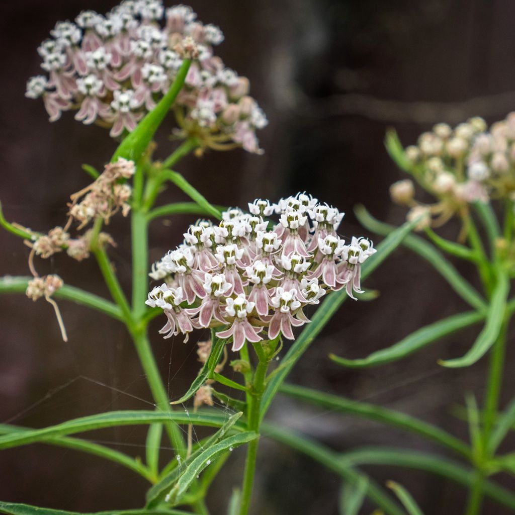 Asclepias fascicularis - Milkweed