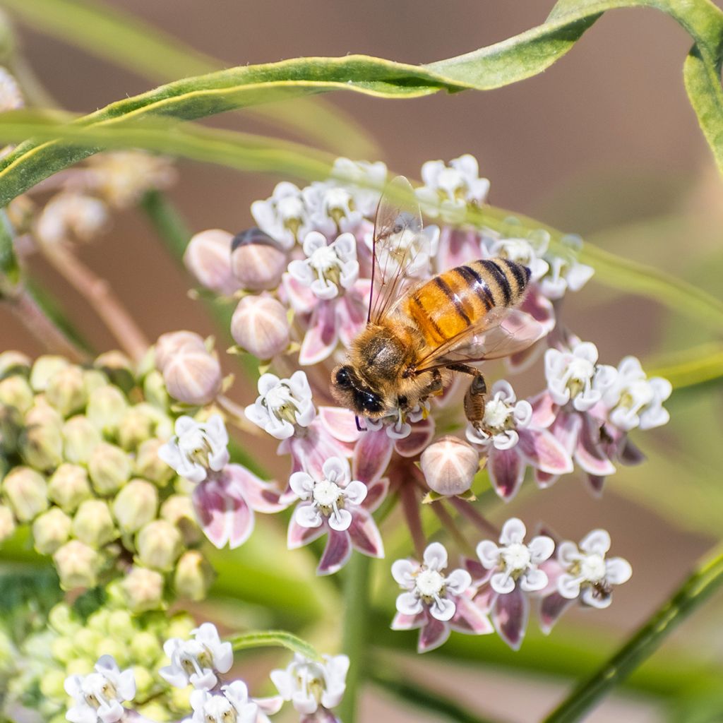 Asclepias fascicularis - Milkweed