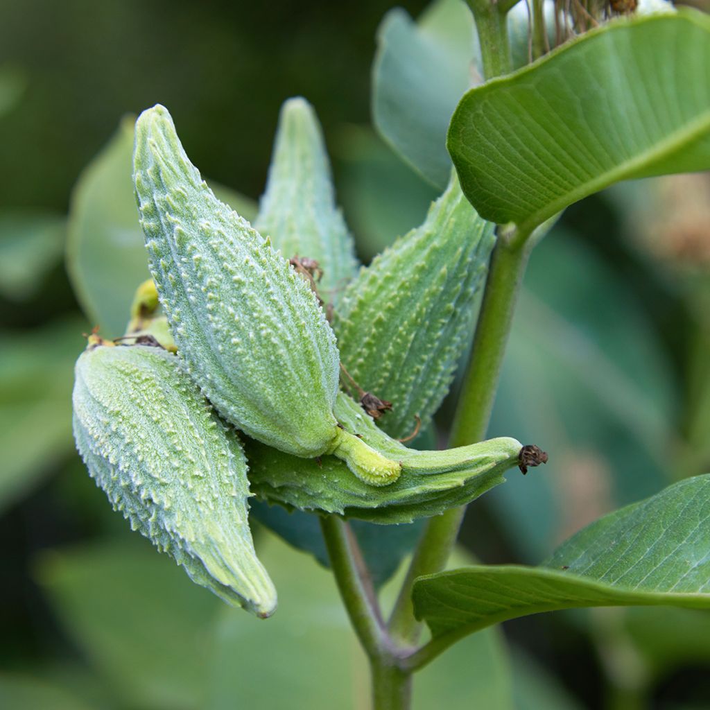 Asclepias speciosa - Milkweed