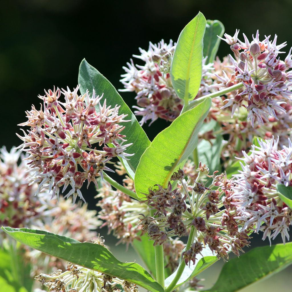 Asclepias speciosa - Milkweed