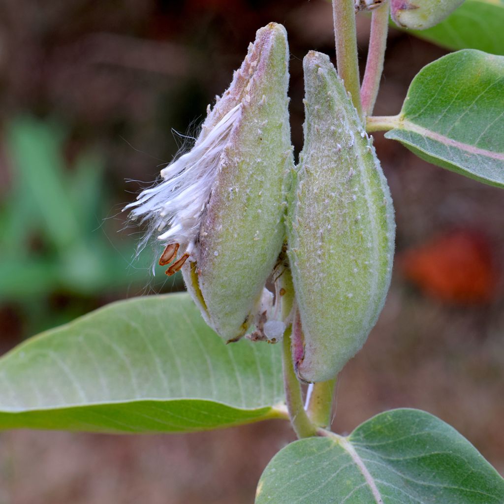 Asclepias speciosa - Milkweed