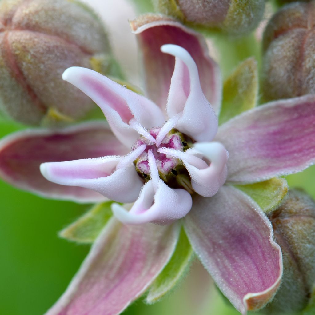 Asclepias speciosa - Milkweed