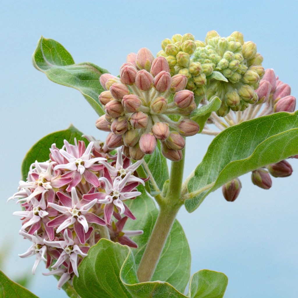 Asclepias speciosa - Milkweed