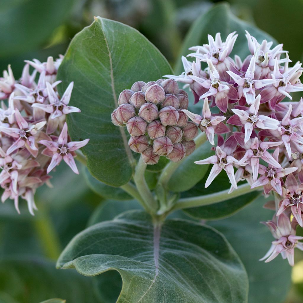 Asclepias speciosa - Milkweed