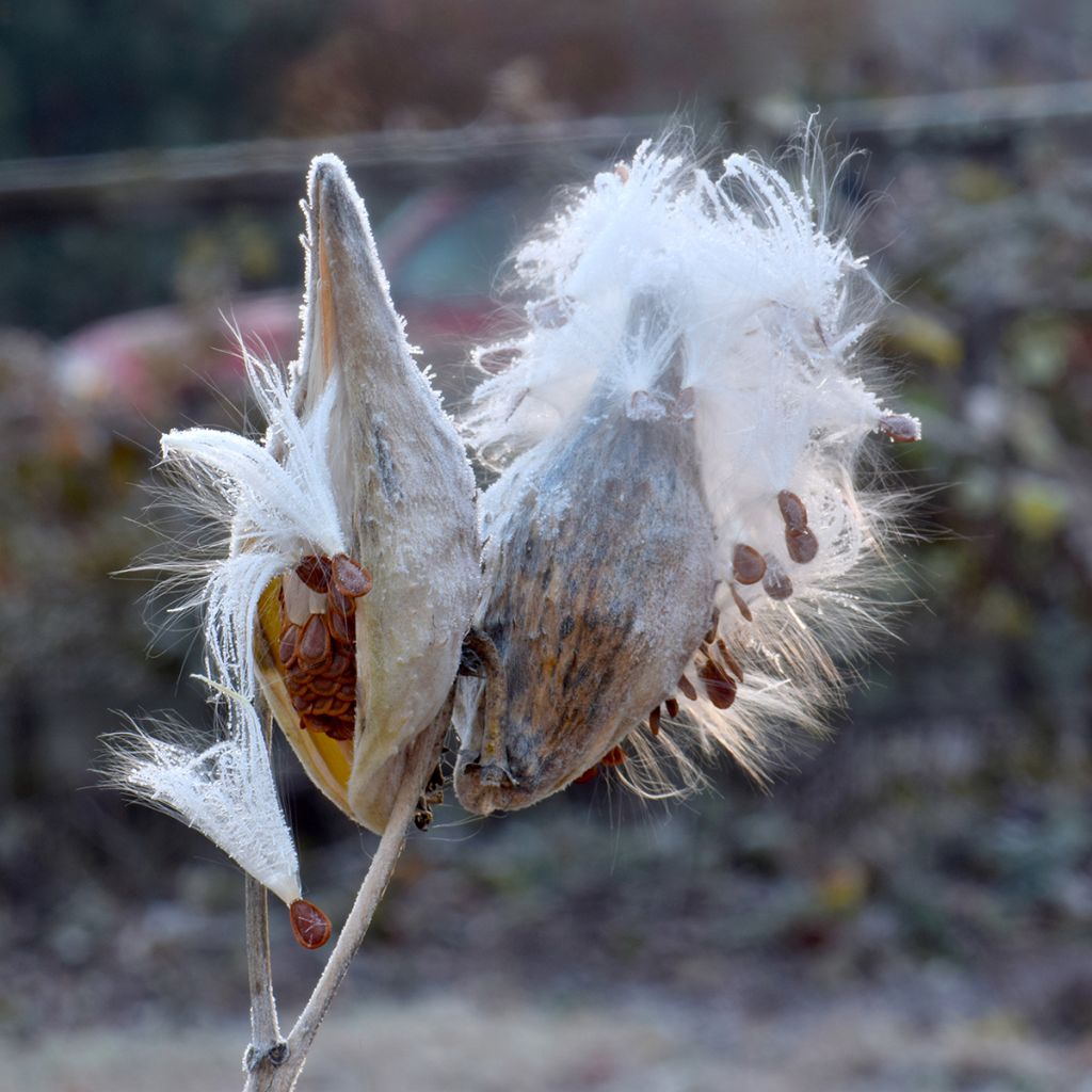 Asclepias speciosa - Milkweed