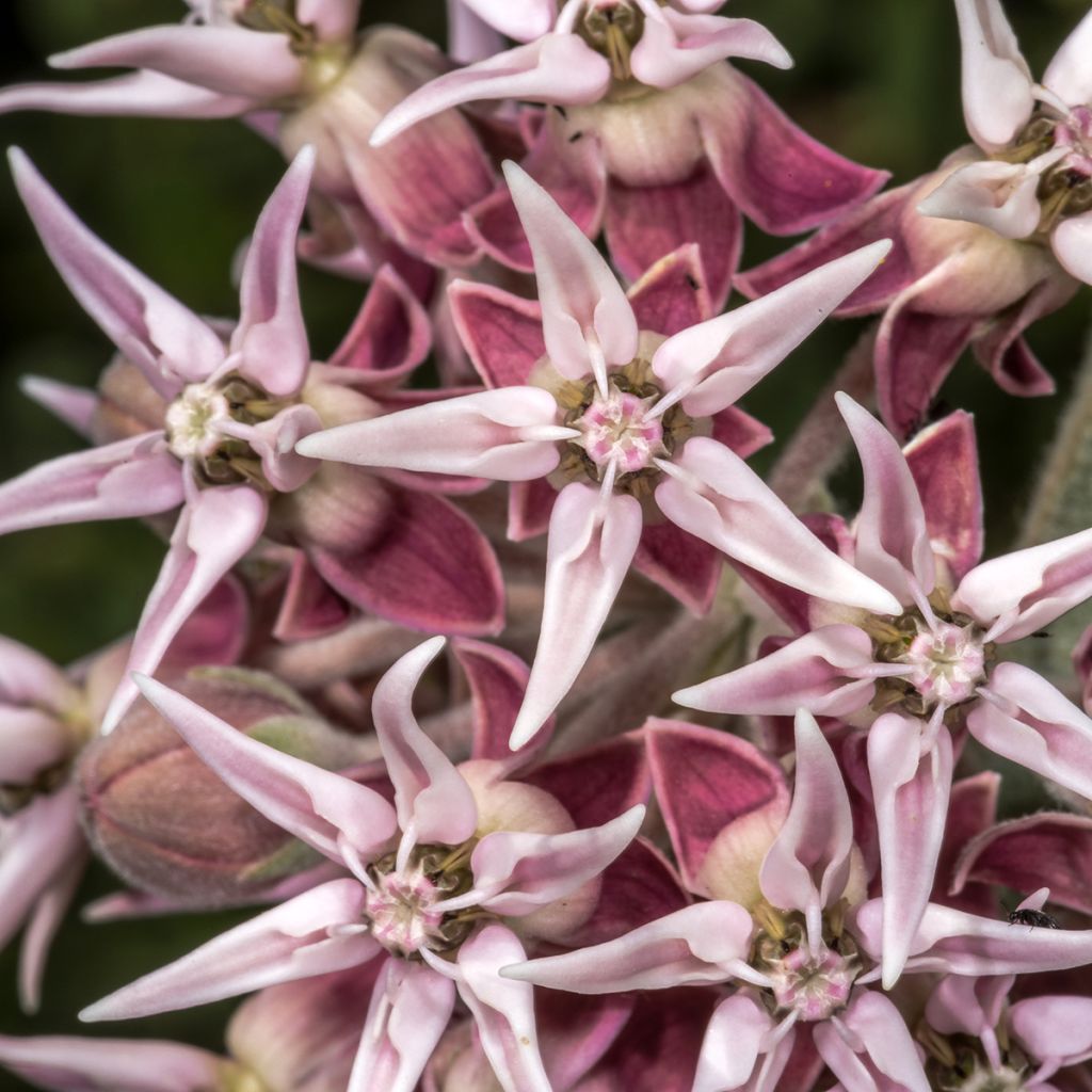 Asclepias speciosa - Milkweed