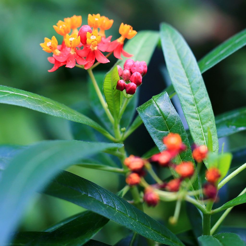 Asclepias curassavica - Milkweed