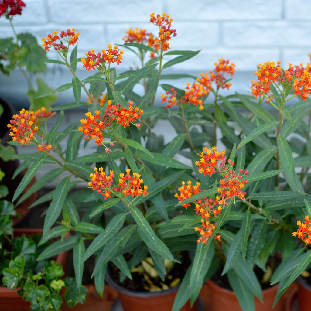 Asclepias curassavica - Milkweed