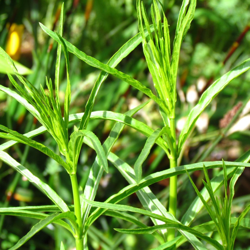 Asclépiade, Asclepias fascicularis