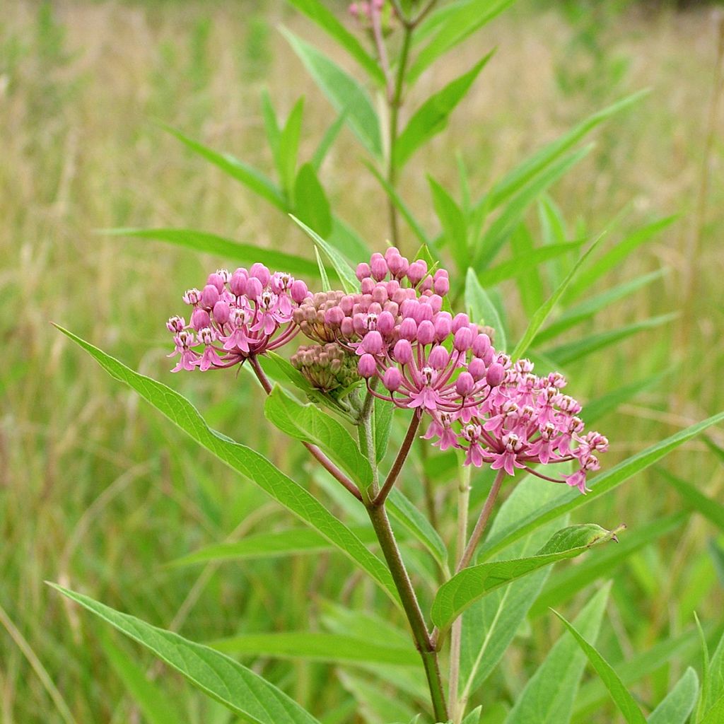 Asclepias incarnata - Milkweed