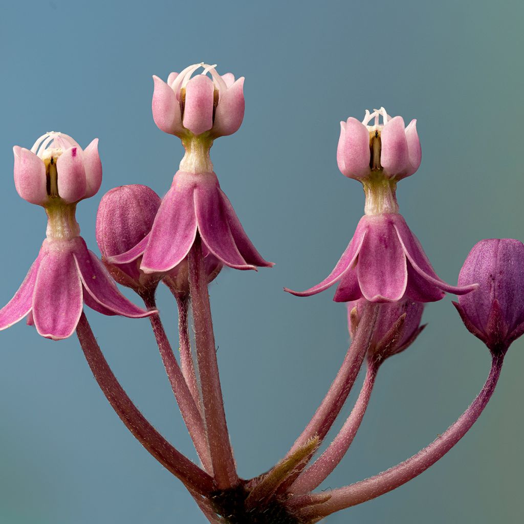 Asclepias incarnata - Milkweed