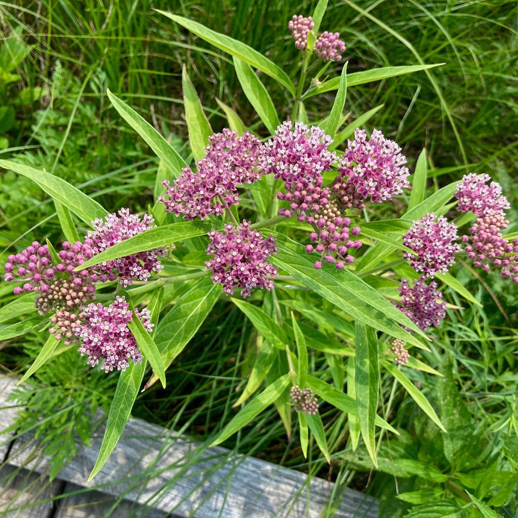 Asclepias incarnata - Milkweed