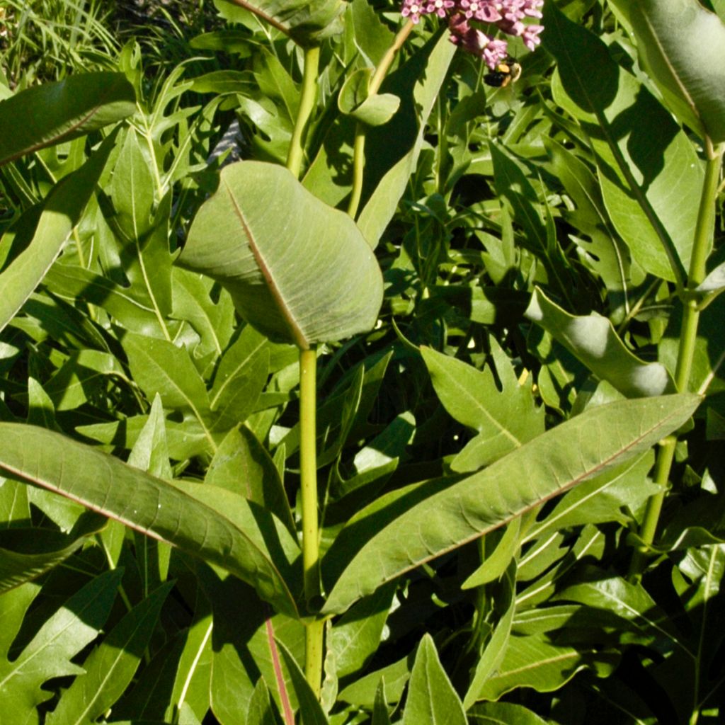 Asclépiade, Asclepias sullivantii