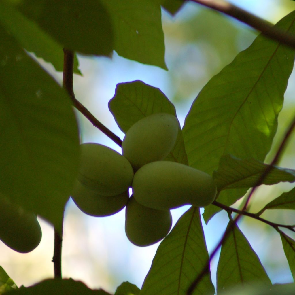 Asimina triloba - Pawpaw