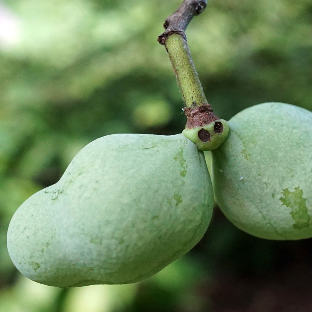 Asiminier, Pawpaw - Asimina triloba Overleese