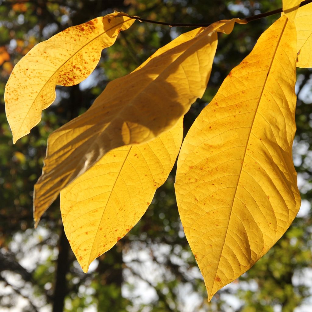 Asiminier, paw-paw, Arbre à banane - Asimina triloba Wells