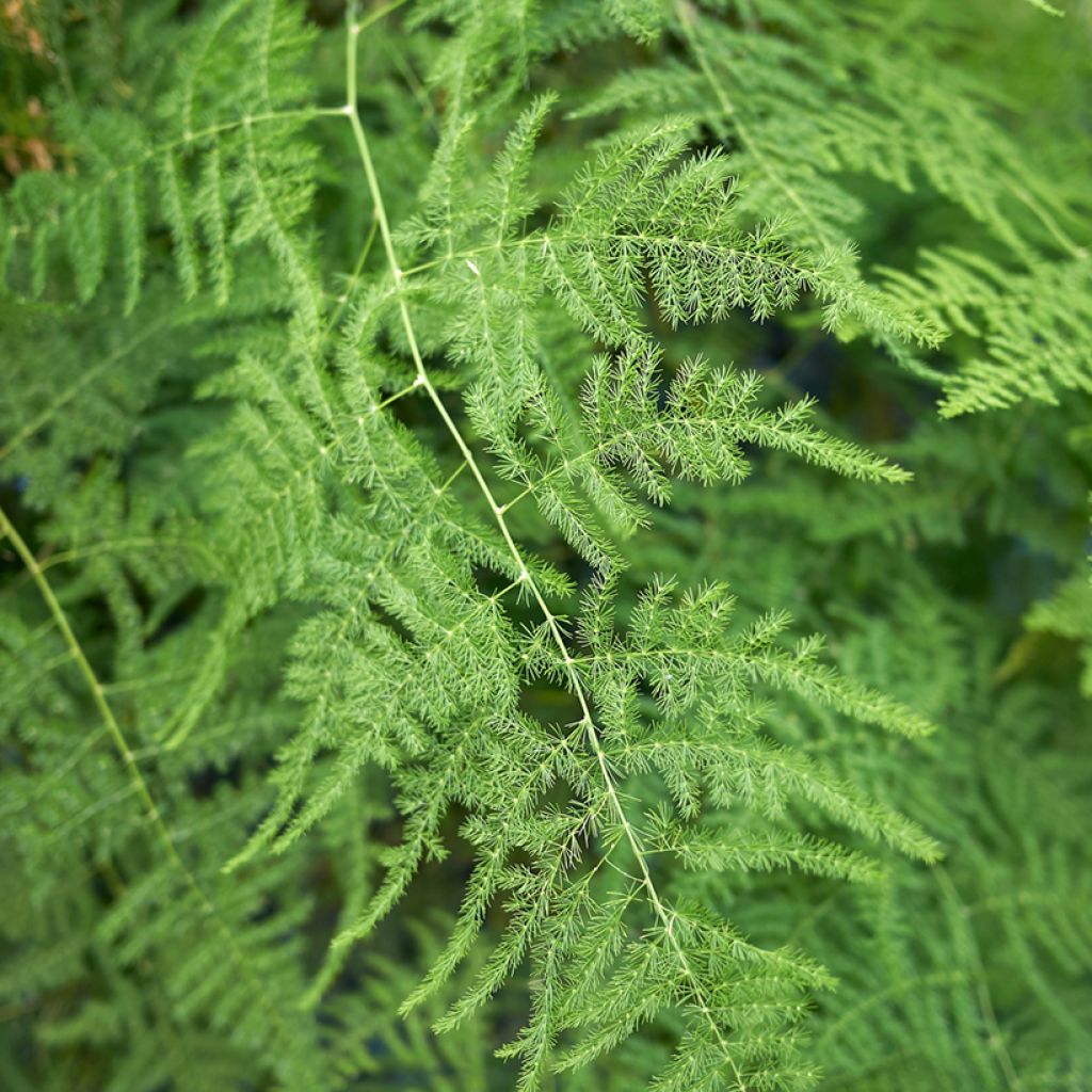 Asparagus plumosus - Esparraguera plumosa