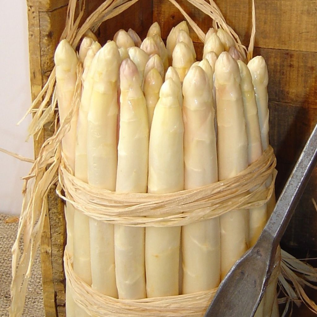 Asperges Lorella - Asparagus officinalis