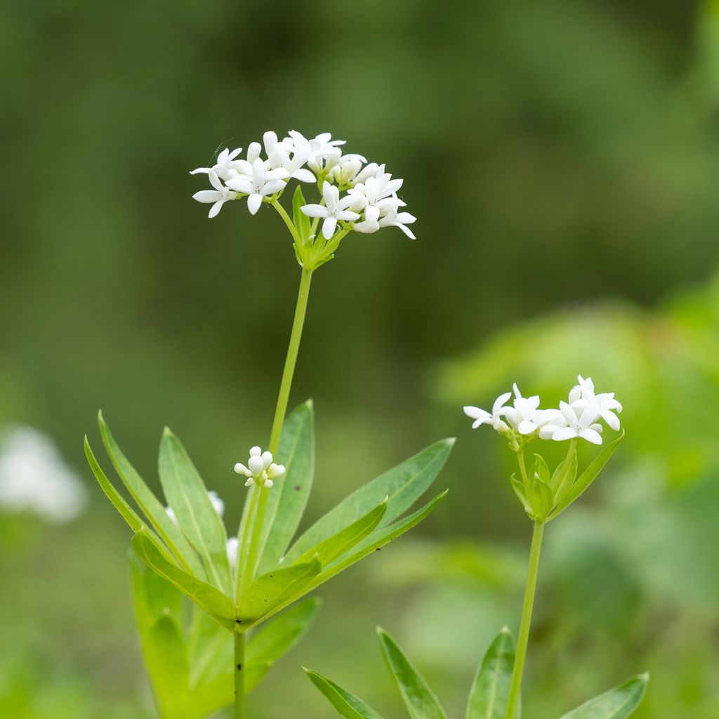 Galium odoratum