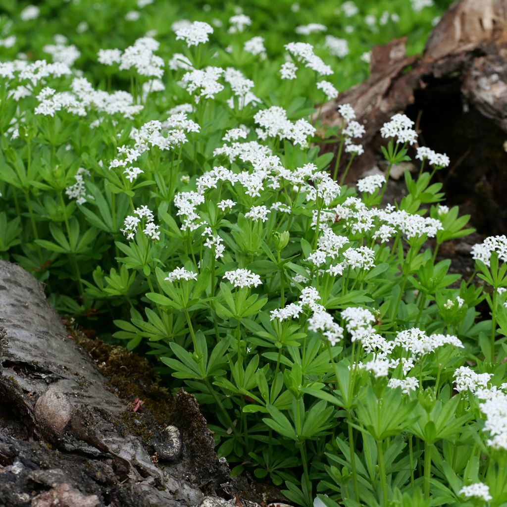 Galium odoratum