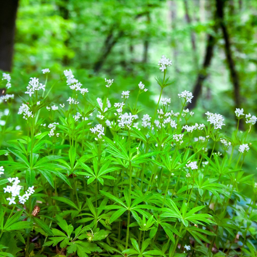 Galium odoratum