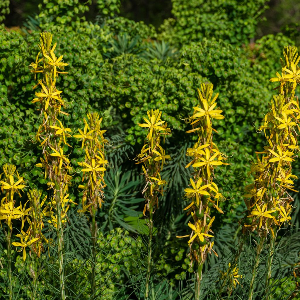 Asphodeline liburnica - Jacob's Rod