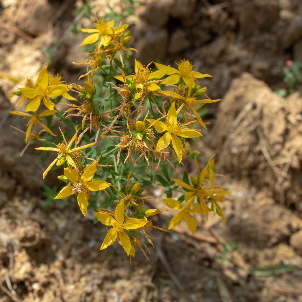 Asphodeline liburnica - Jacob's Rod