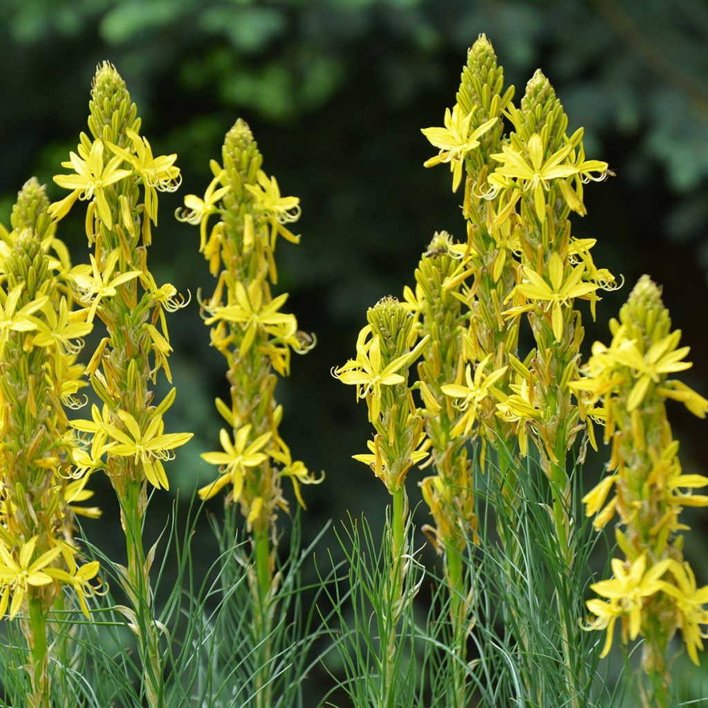 Asphodeline lutea - Jacob's Rod