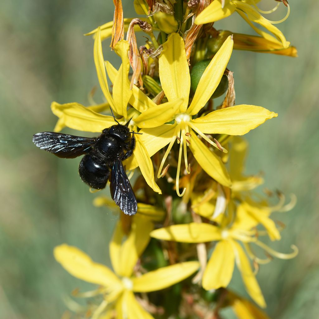 Asphodeline lutea - Jacob's Rod