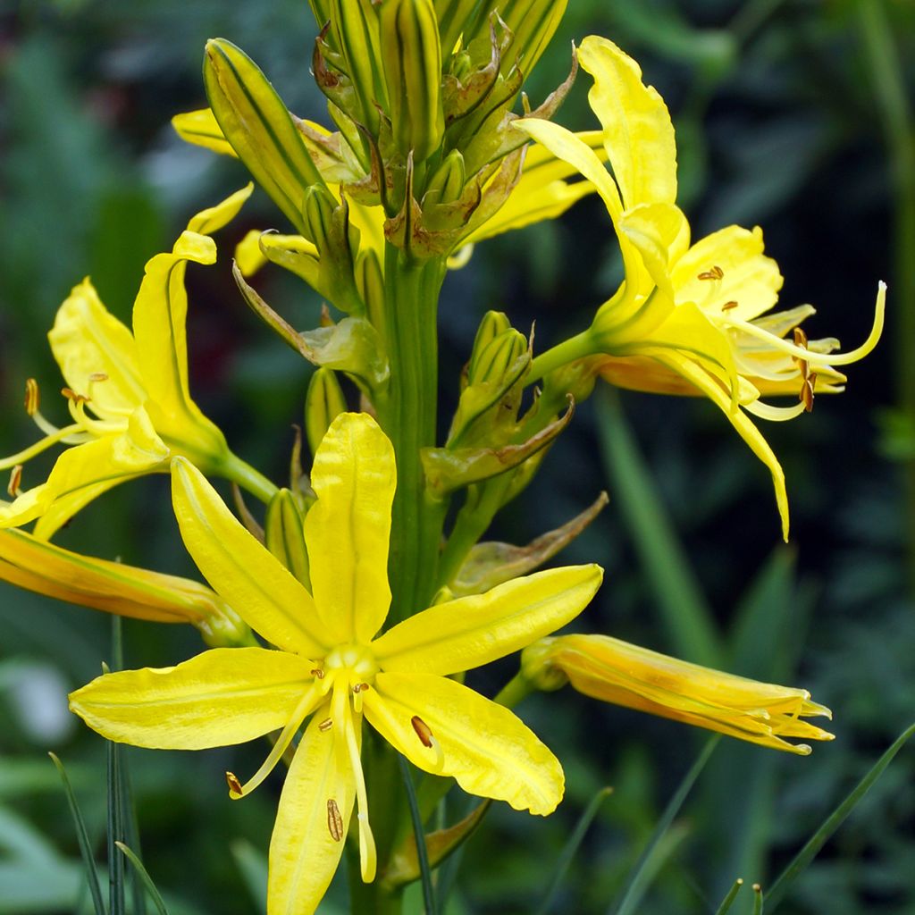 Asphodeline lutea - Jacob's Rod