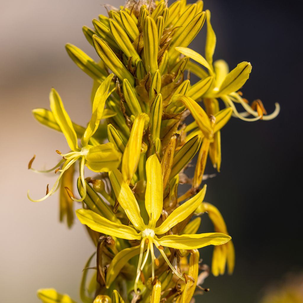 Asphodeline lutea - Jacob's Rod