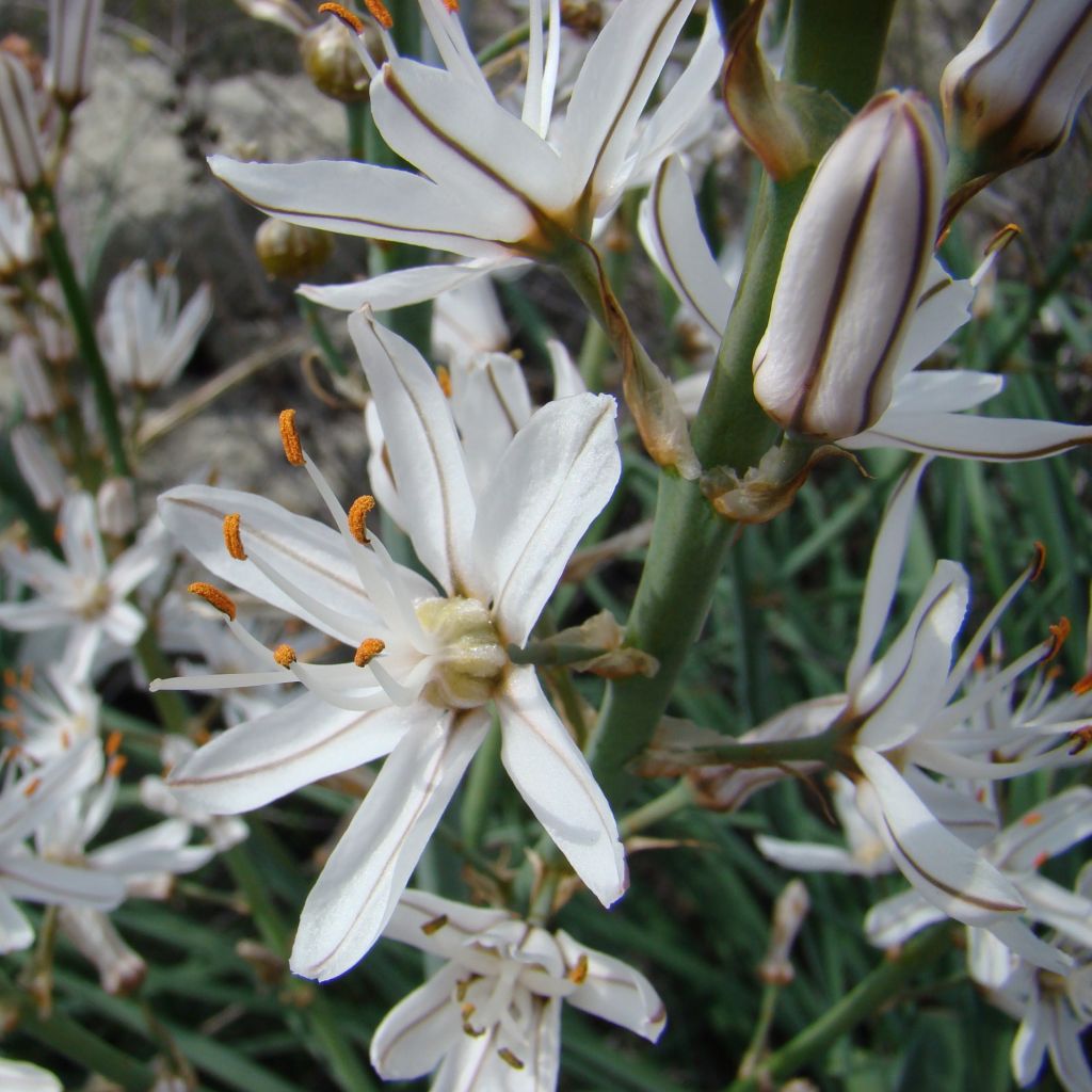 Asphodelus albus