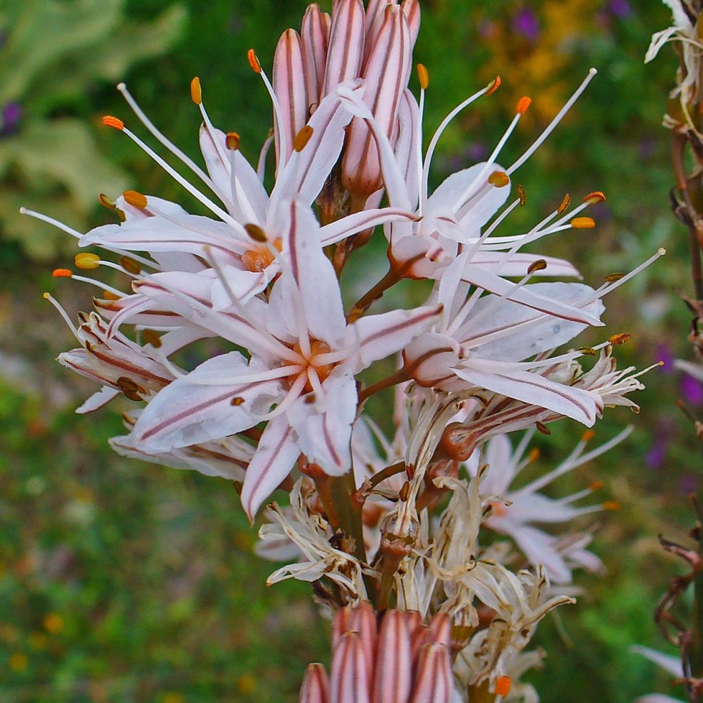 Asphodèle, Asphodelus ramosus