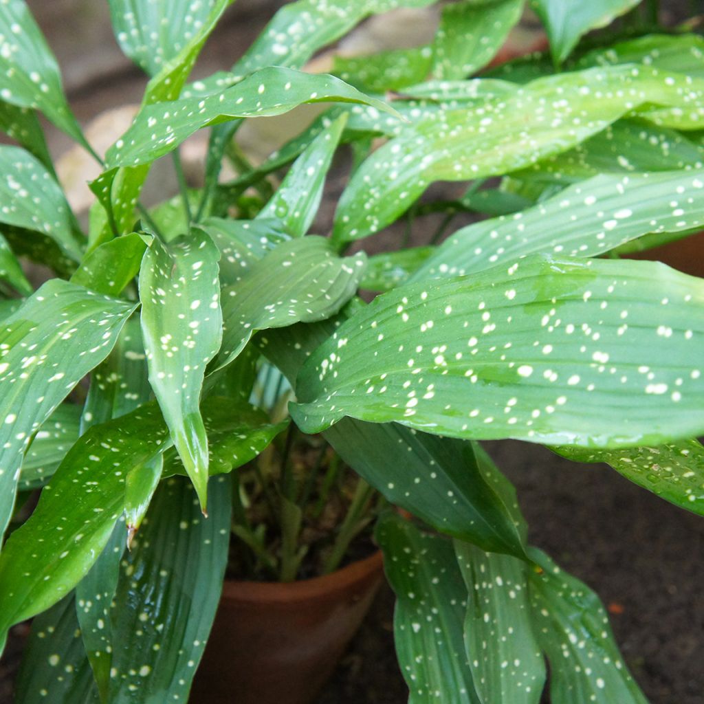 Aspidistra Milky Way - Cast-Iron Plant