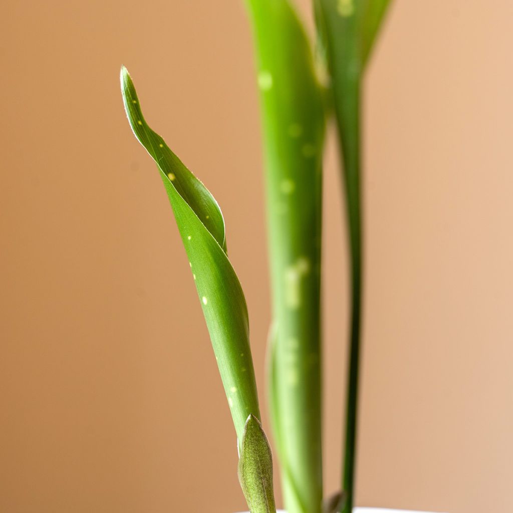 Aspidistra Milky Way - Cast-Iron Plant