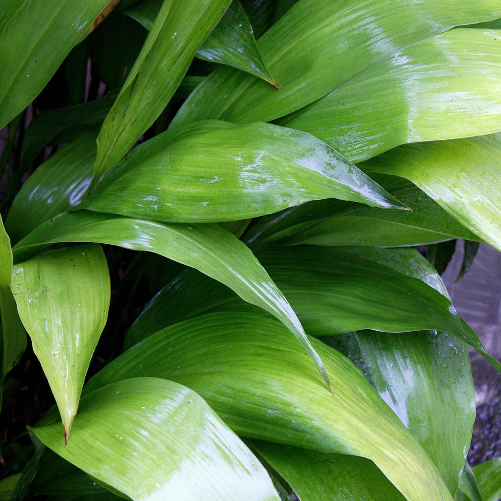 Aspidistra elatior - Cast-Iron Plant