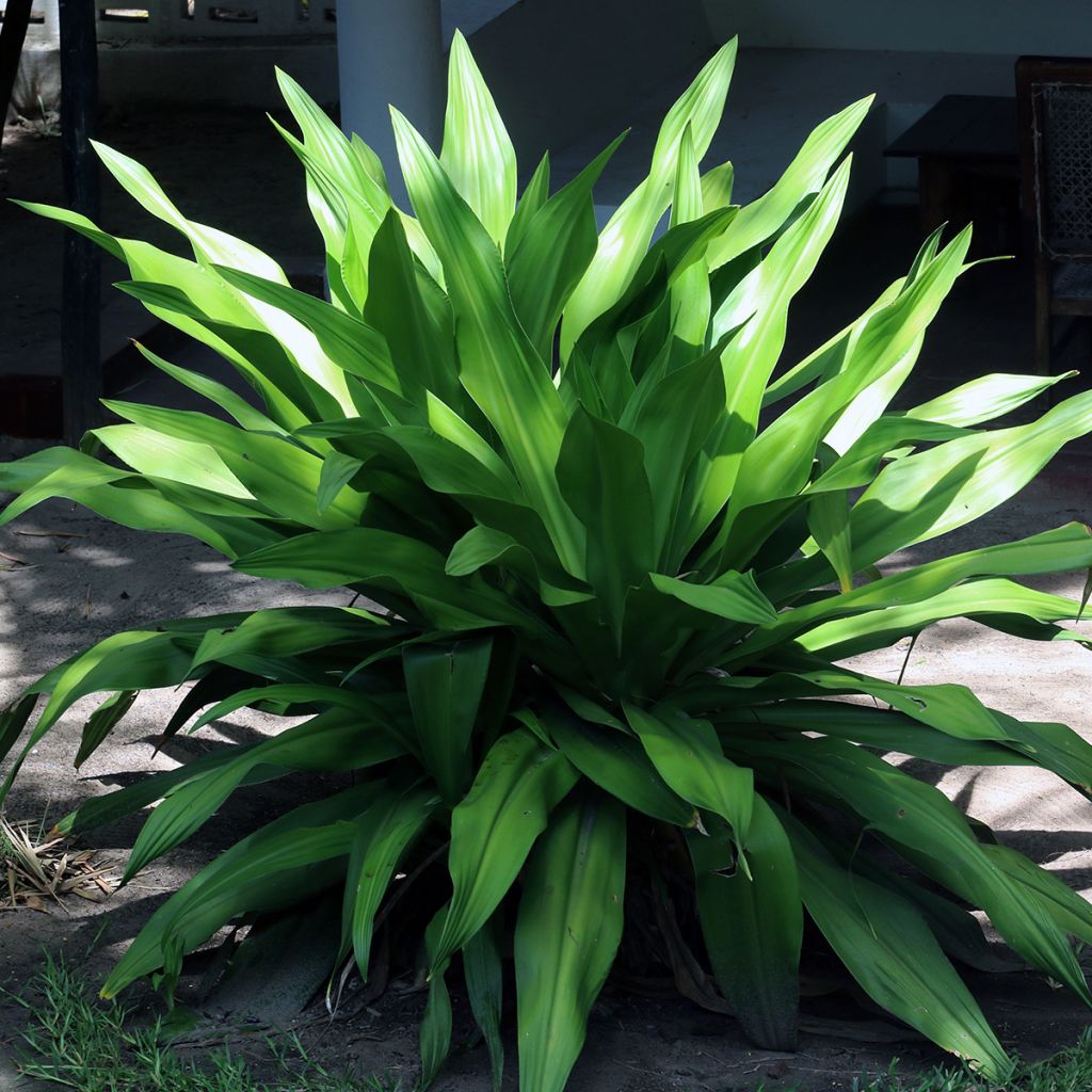 Aspidistra elatior - Cast-Iron Plant