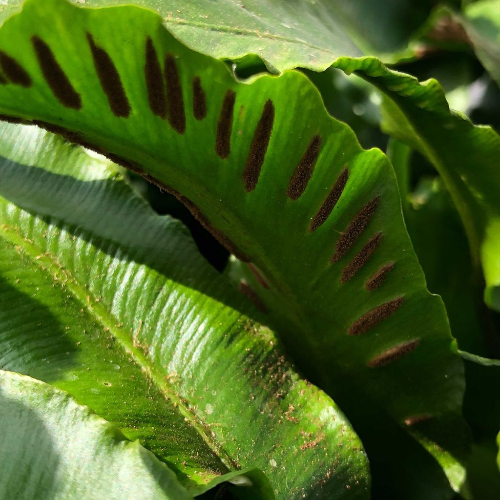 Asplenium scolopendrium Angustifolia - Fougère scolopendre