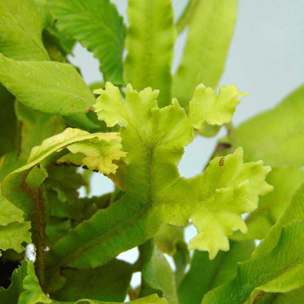 Asplenium scolopendrium Cristatum Group - Hart's Tongue Fern