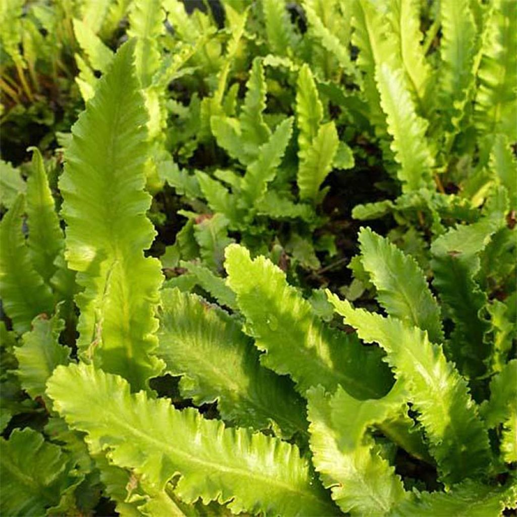 Asplenium scolopendrium Undulatum Angustatum - Fougère scolopendre