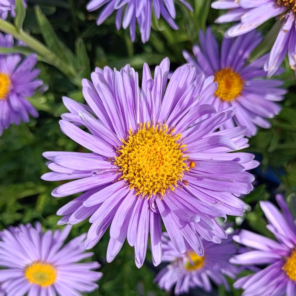 Aster alpinus Goliath - Aster des Alpes