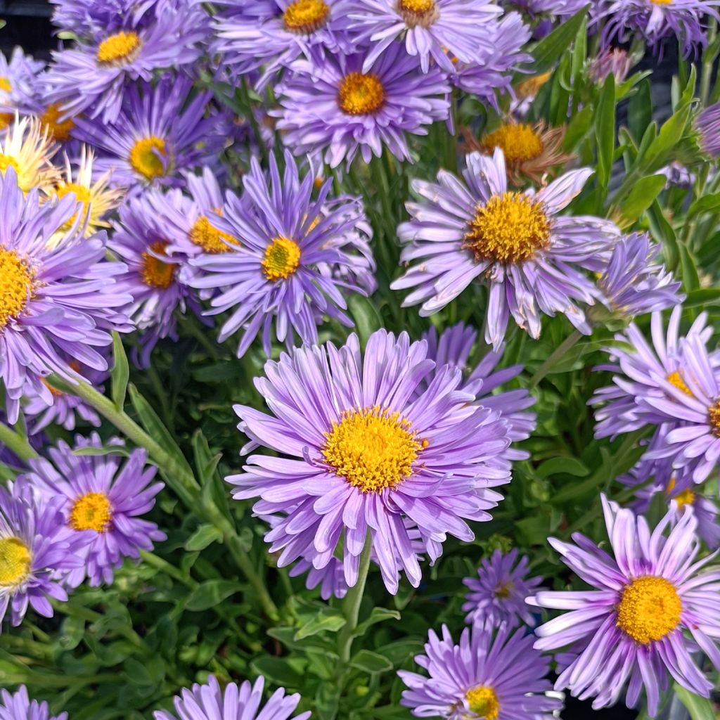 Aster alpinus Goliath - Aster des Alpes