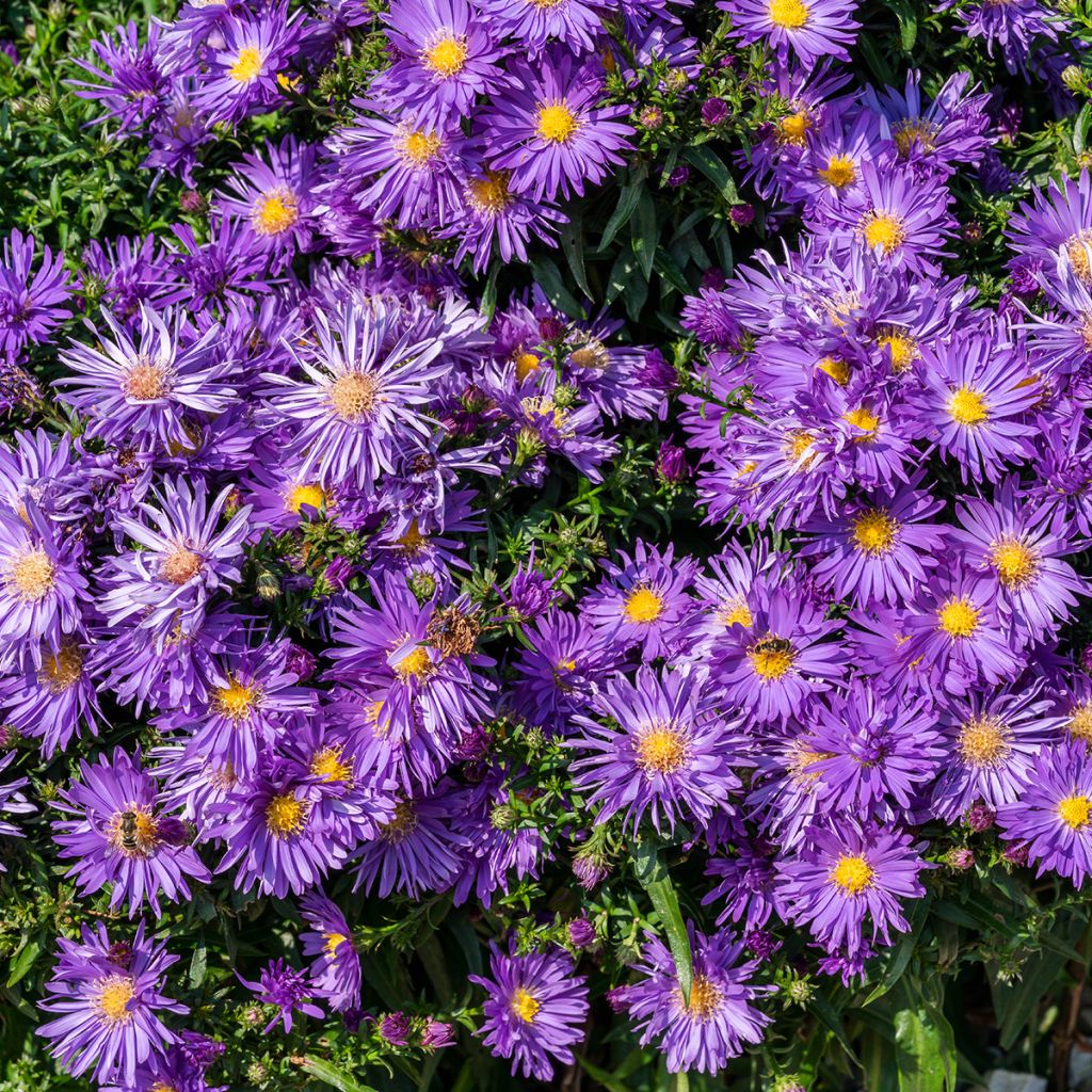 Aster Herfstweelde