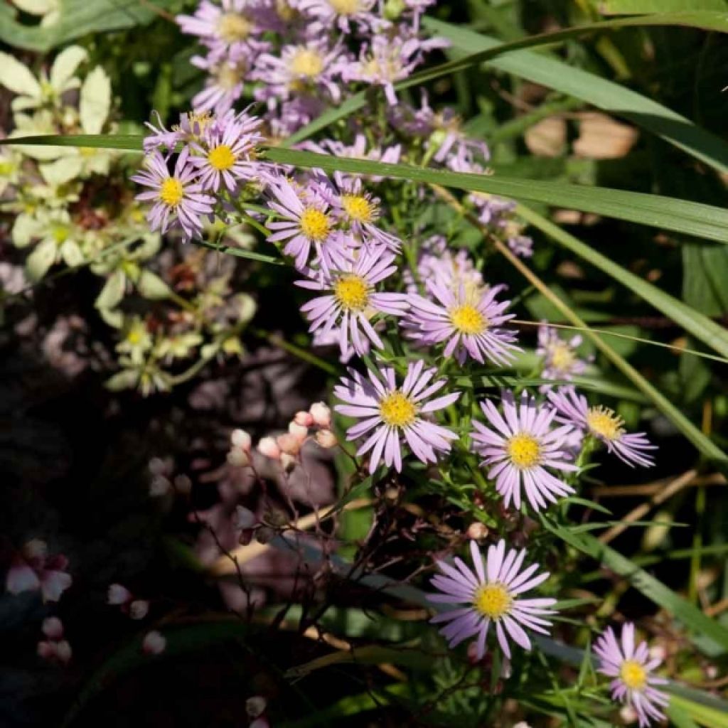 Aster amethystinus Kylie