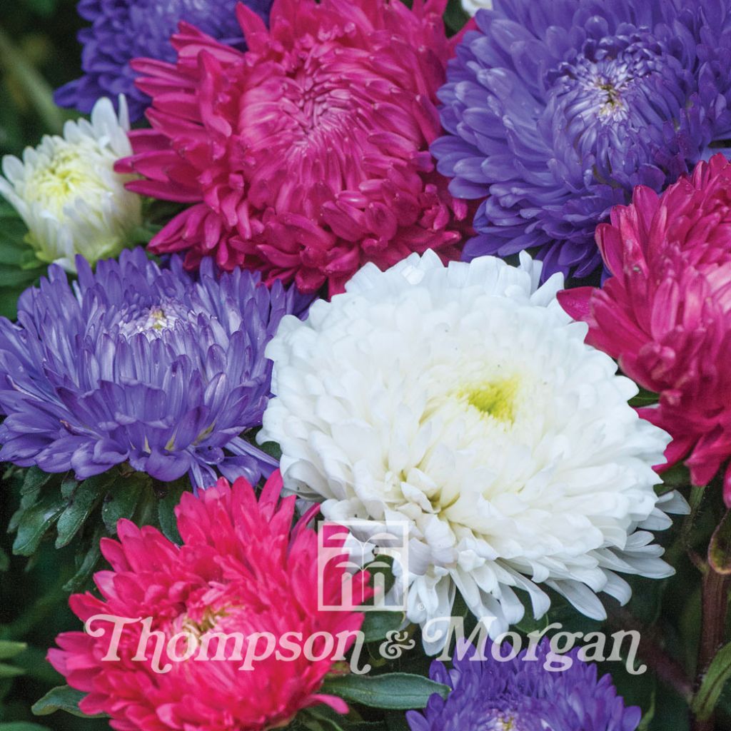 Aster Milady Mixed 