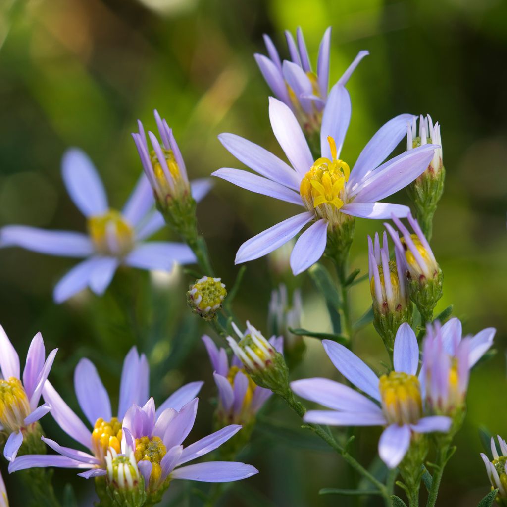 Aster sedifolius - Thick-stemmed Aster
