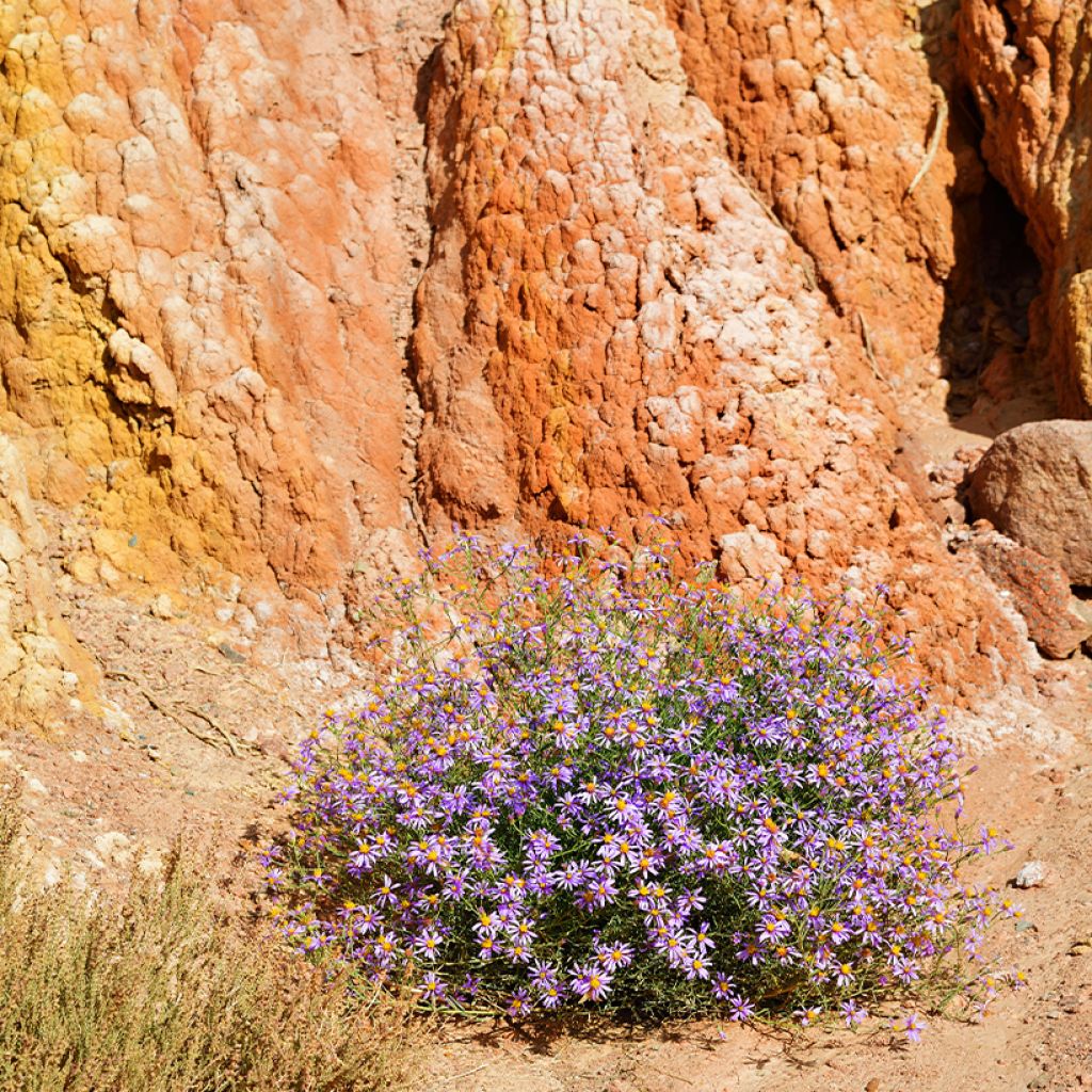 Aster sedifolius - Thick-stemmed Aster